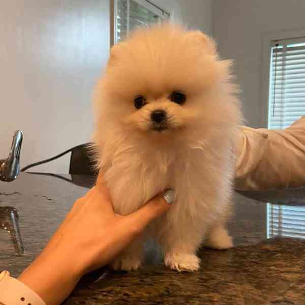 Krásná pomeranianská štěňata k adopci - foto 1