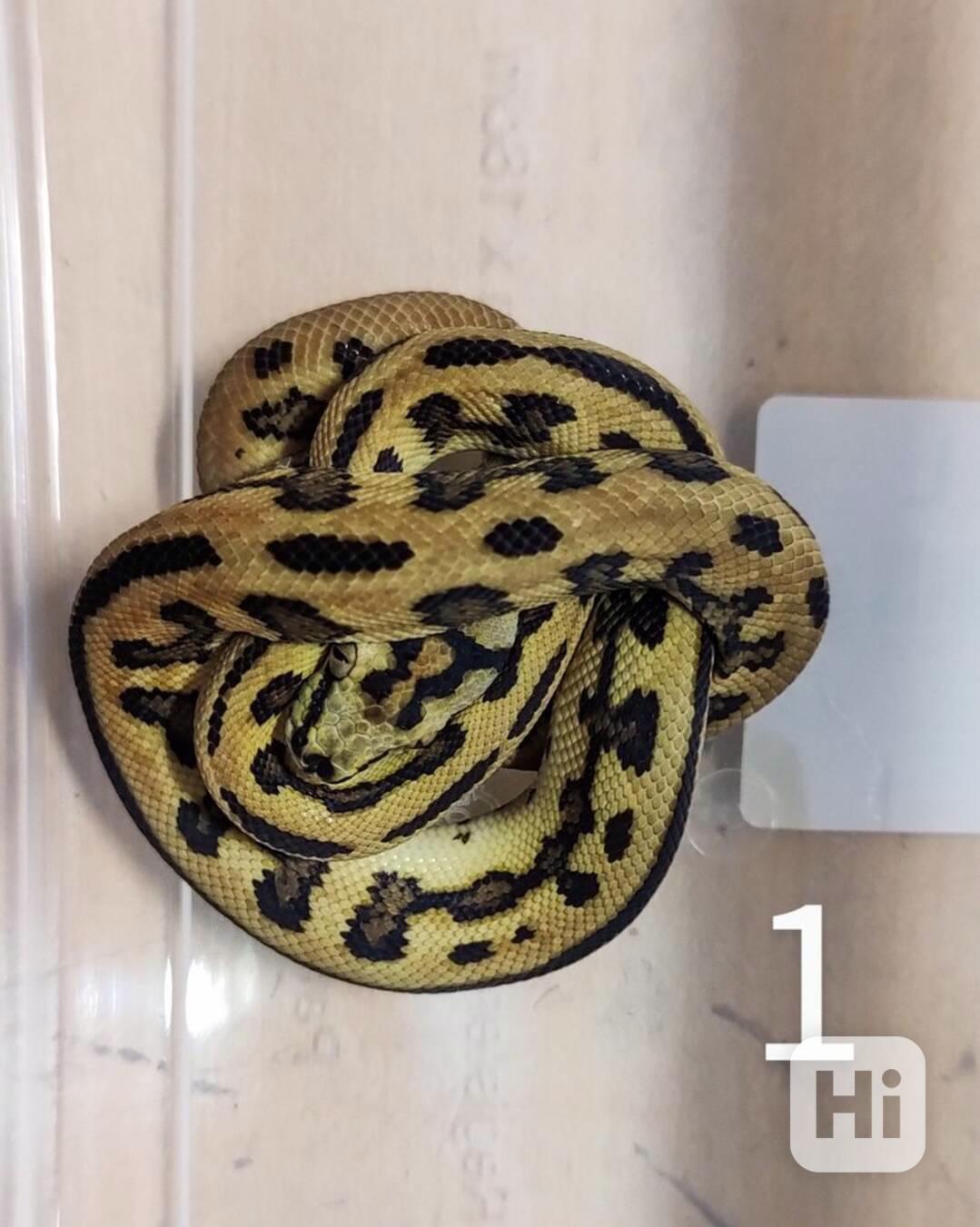 Krajta kobercová ( morelia spilota) - foto 1