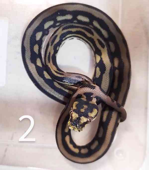 Krajta kobercová ( morelia spilota) - foto 2