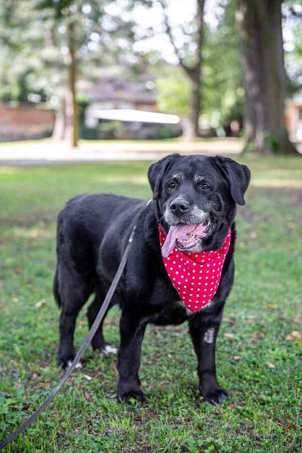 DUSTY - 43 kg, kastrovaný psík 9 let - foto 3