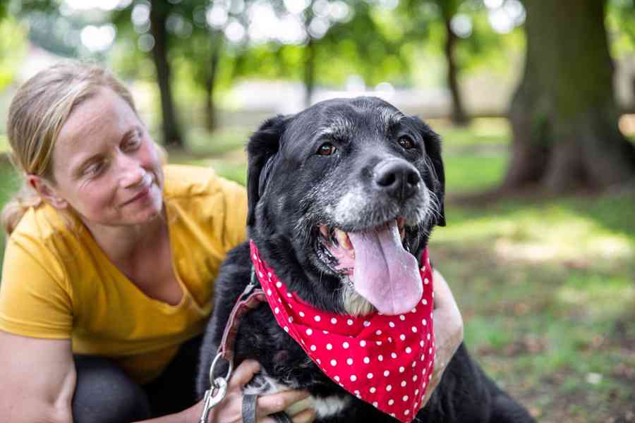 DUSTY - 43 kg, kastrovaný psík 9 let - foto 1