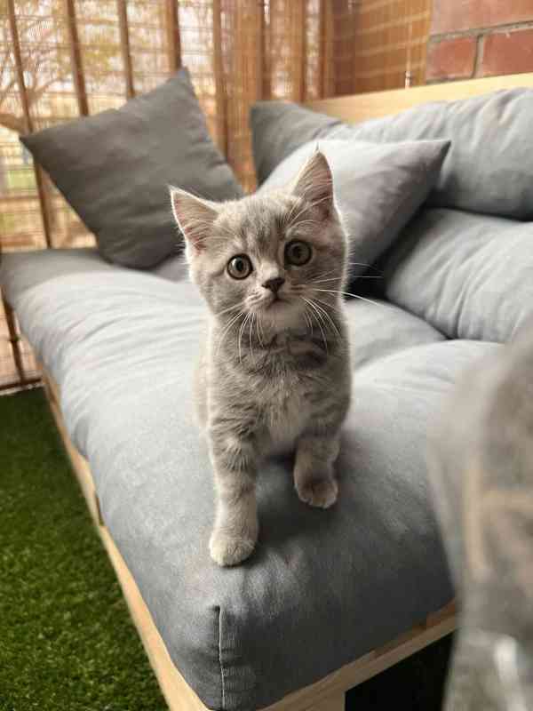 Úžasná britská krátkosrstá koťátka k adopci zdarma - foto 1