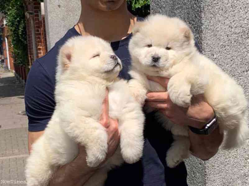 Štěňata chow chow jsou ihned k dispozici. - foto 1