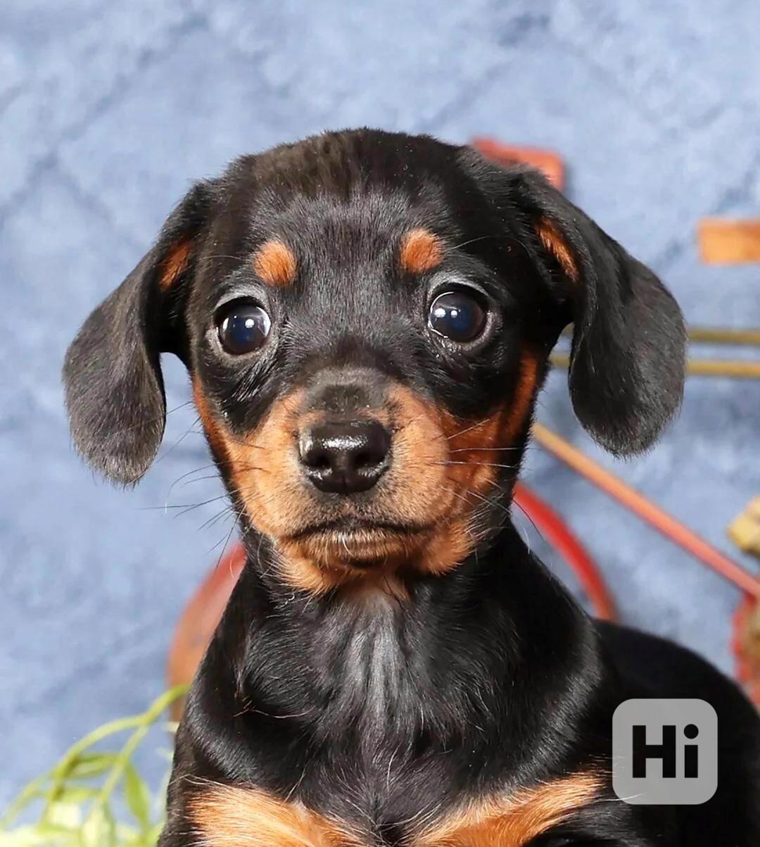 Krásná štěňata jezevčíka – registrované linie KC - foto 1