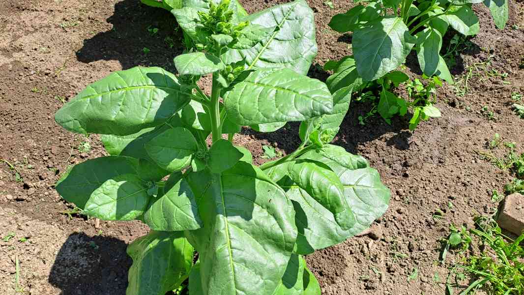 Selský tabák semínka + další - foto 4