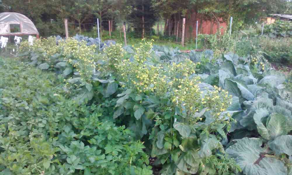 Selský tabák semínka + další - foto 3