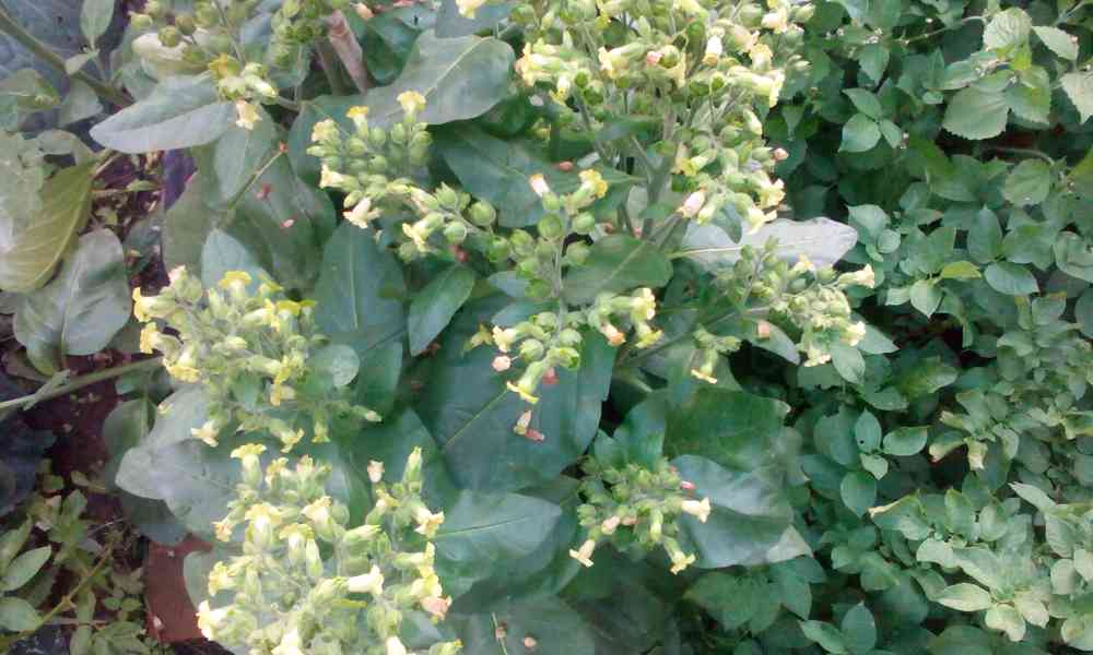 Selský tabák semínka + další - foto 2