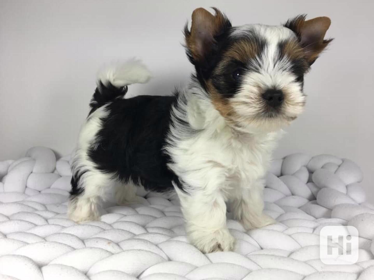 Jorkšírský teriér - Biewer - foto 1