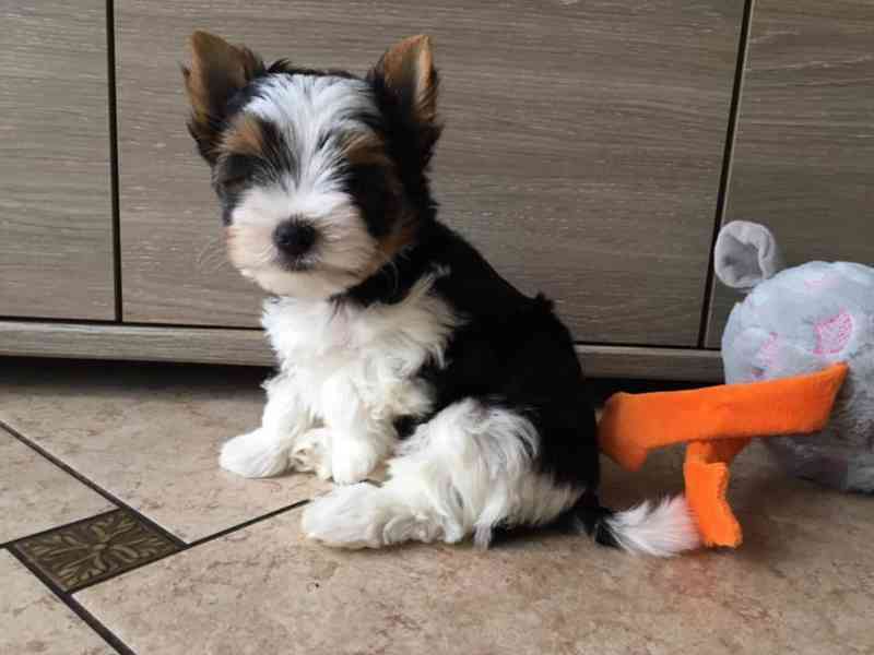 Jorkšírský teriér - Biewer - foto 2