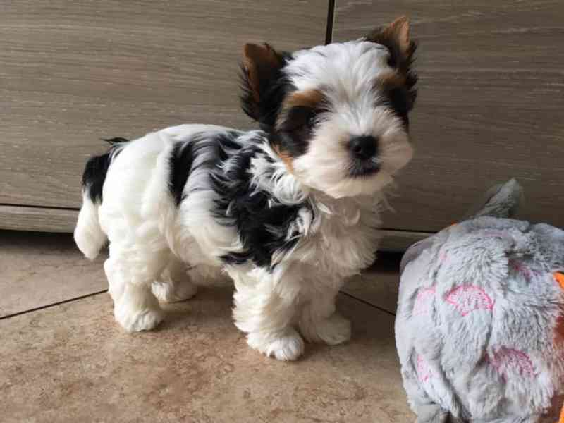 Jorkšírský teriér - Biewer - foto 3