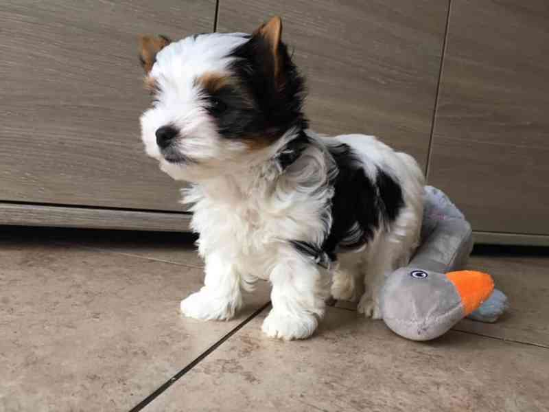 Jorkšírský teriér - Biewer - foto 4