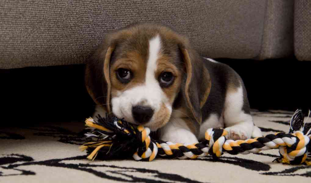 Štěně bígla - foto 2