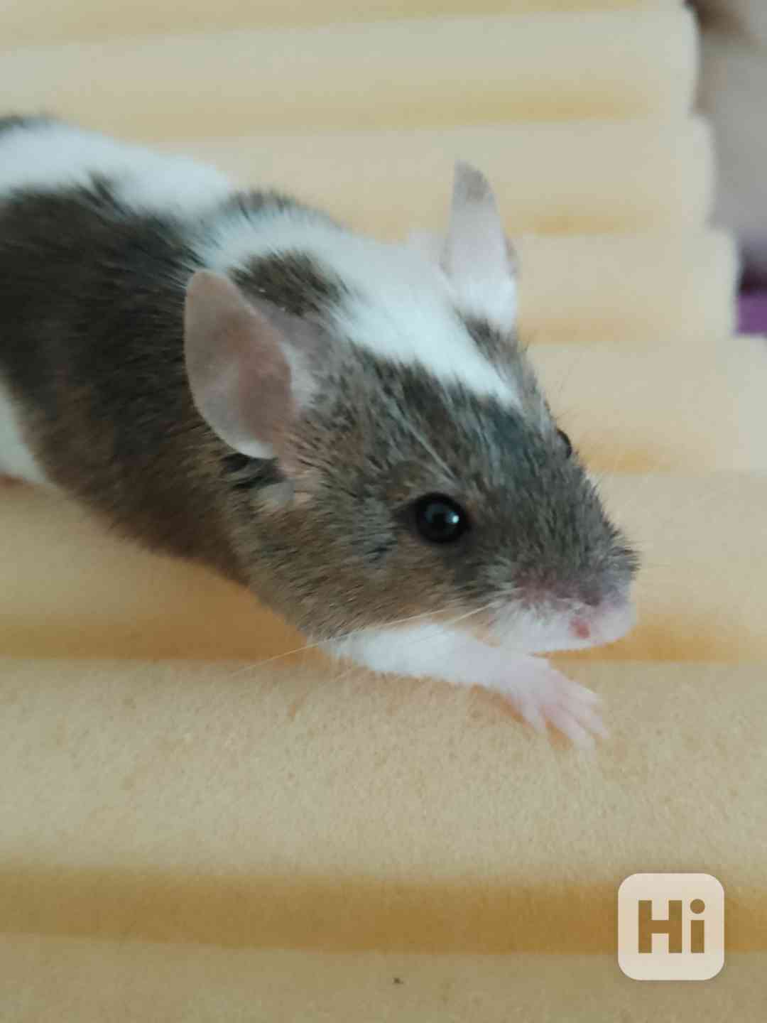 Barevné myšky - samečky - foto 1