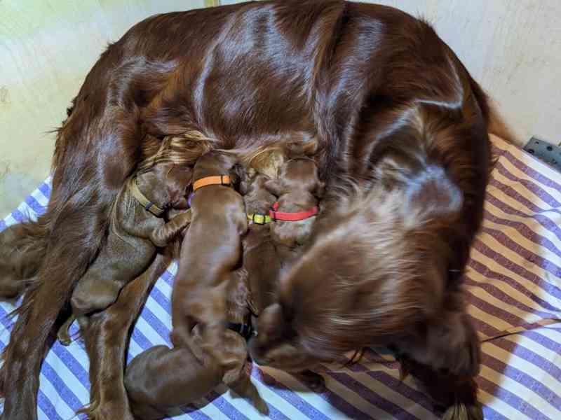 Štěňata - štěně Irský setr - IS - foto 2