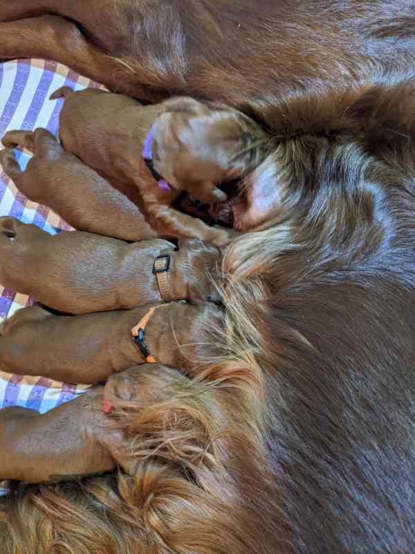 Štěňata - štěně Irský setr - IS - foto 5