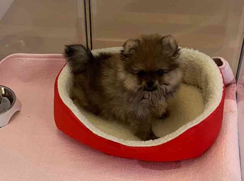 Pomeranian - štěňátko s PP - foto 1