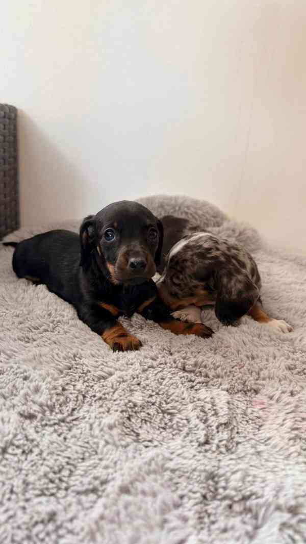 Jezevčík hladkosrstý trpasličí bez PP  - foto 7