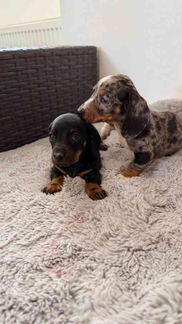 Jezevčík hladkosrstý trpasličí bez PP  - foto 2