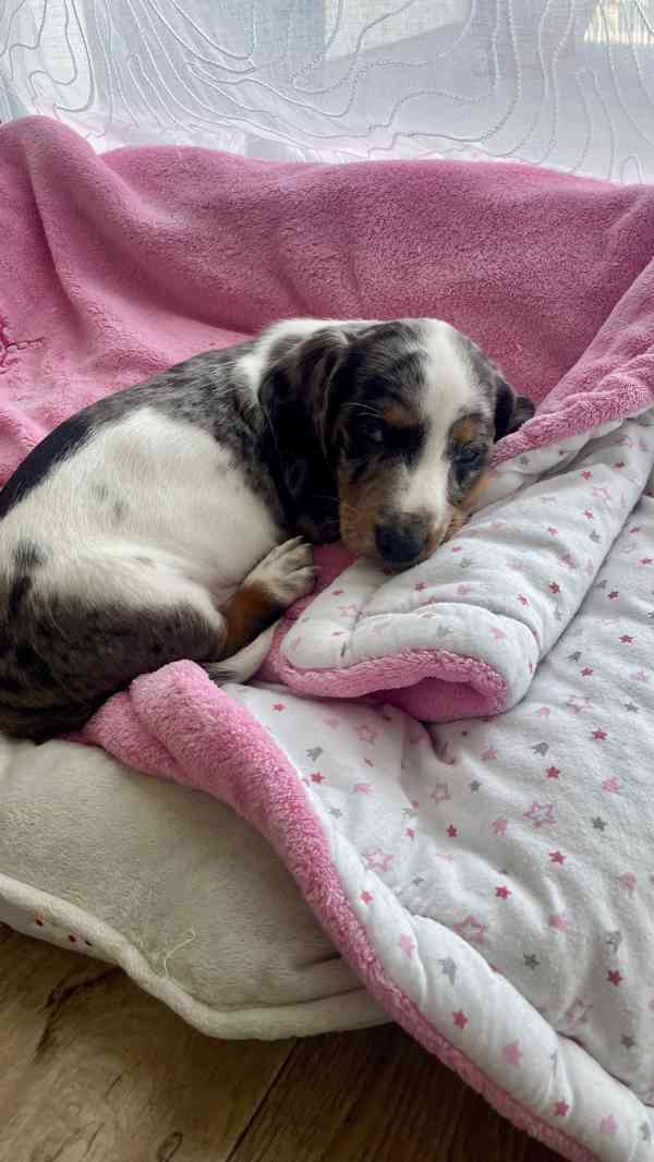 Jezevčík hladkosrstý trpasličí bez PP  - foto 15