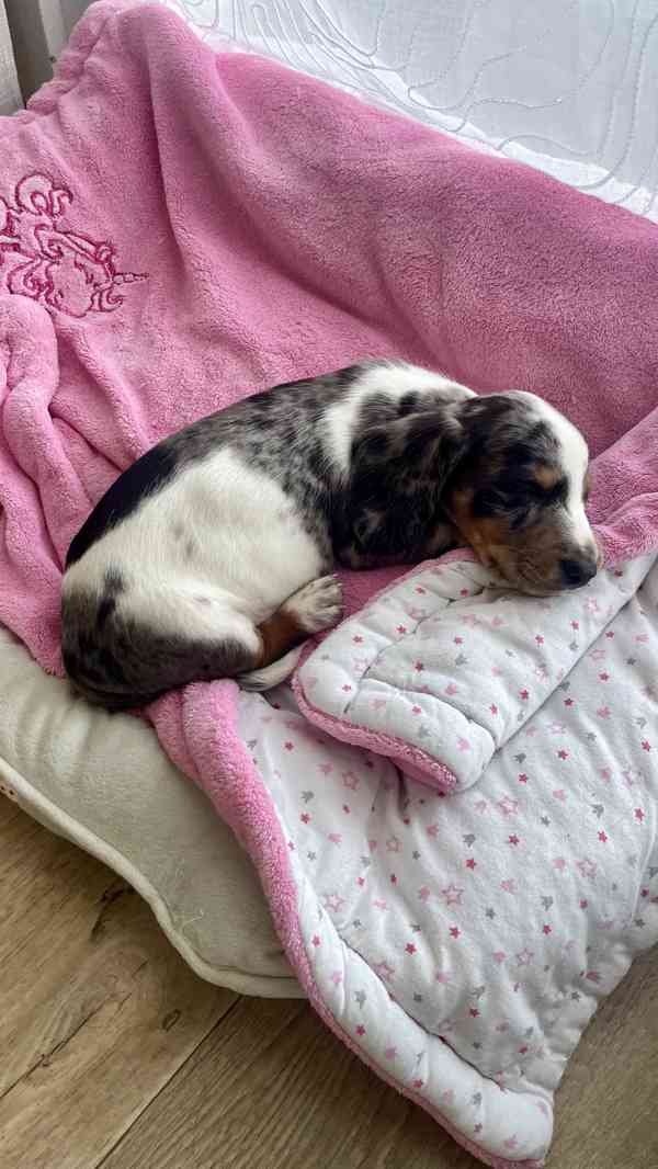 Jezevčík hladkosrstý trpasličí bez PP  - foto 14