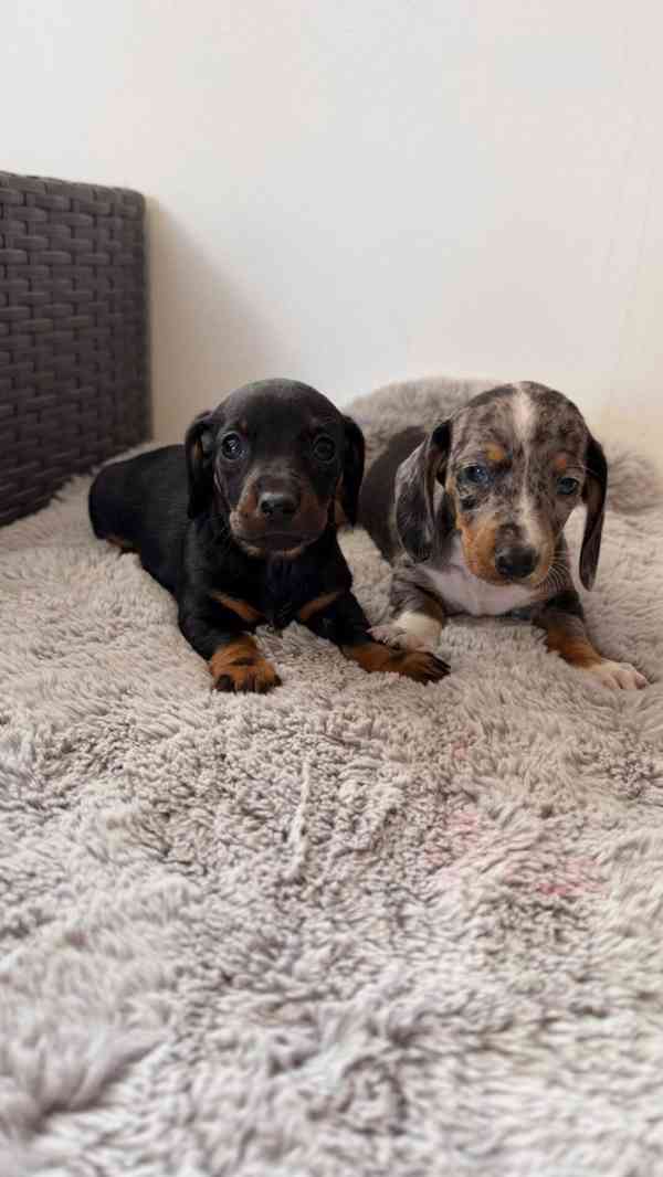 Jezevčík hladkosrstý trpasličí bez PP  - foto 6