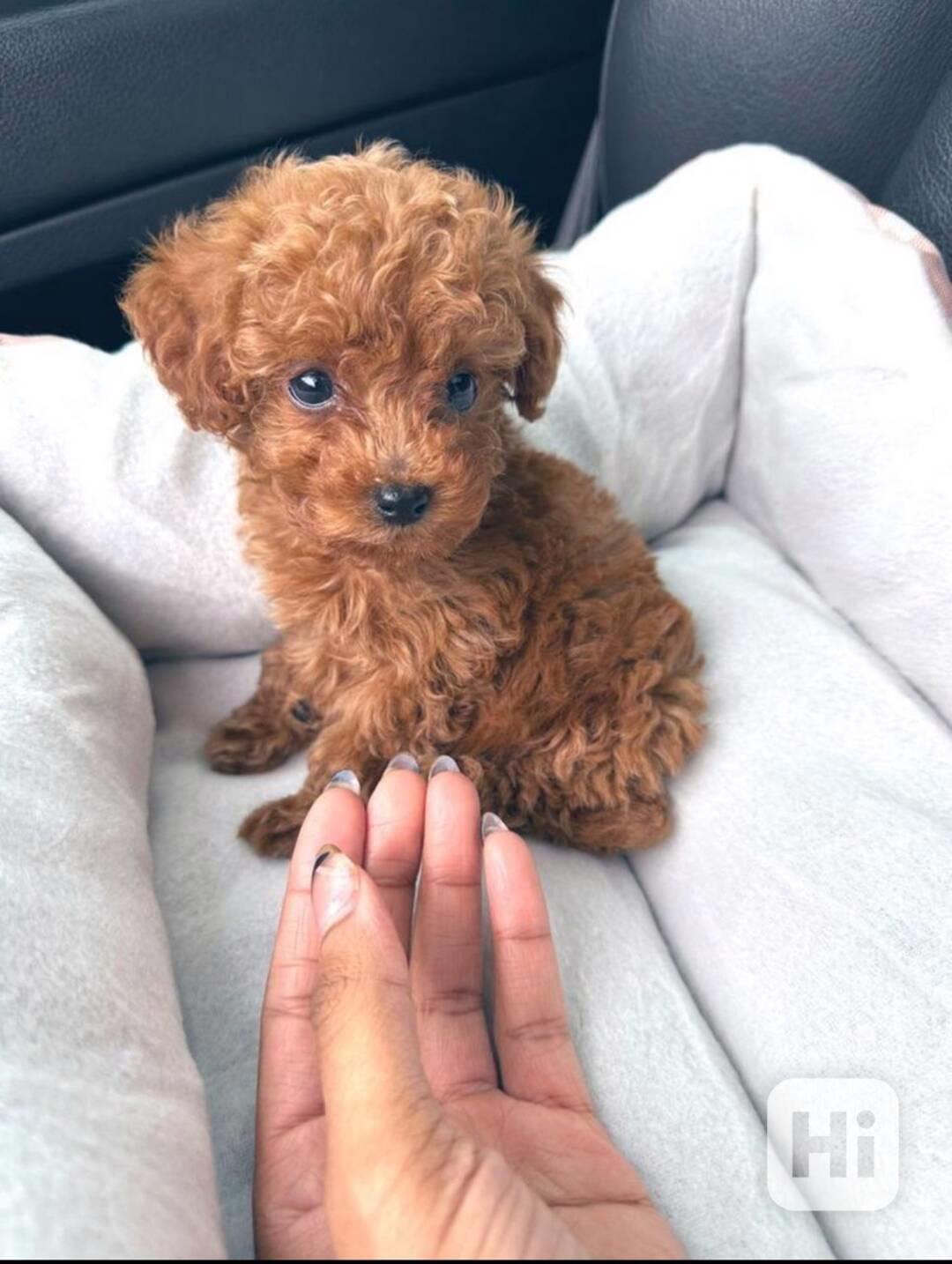 Dobře vycvičené štěně pudla k adopci - foto 1