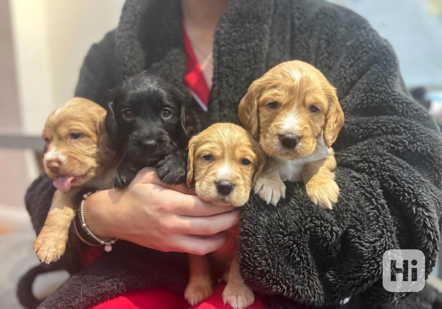 Štěňata pracovního kokršpaněla, zbývají 4 štěňata - foto 1