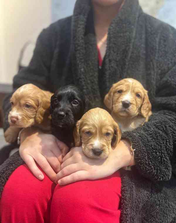 Štěňata pracovního kokršpaněla, zbývají 4 štěňata - foto 2