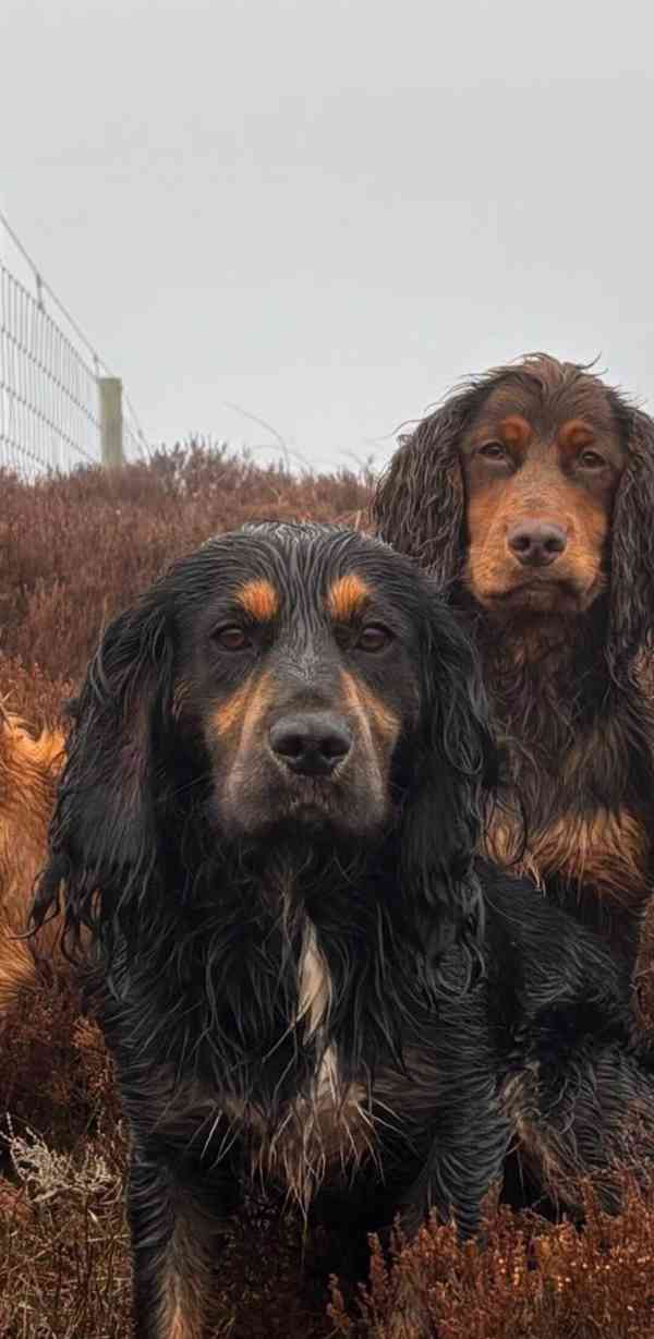 Štěňata pracovního kokršpaněla, zbývají 4 štěňata - foto 4