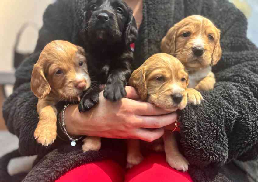 Štěňata pracovního kokršpaněla, zbývají 4 štěňata - foto 3