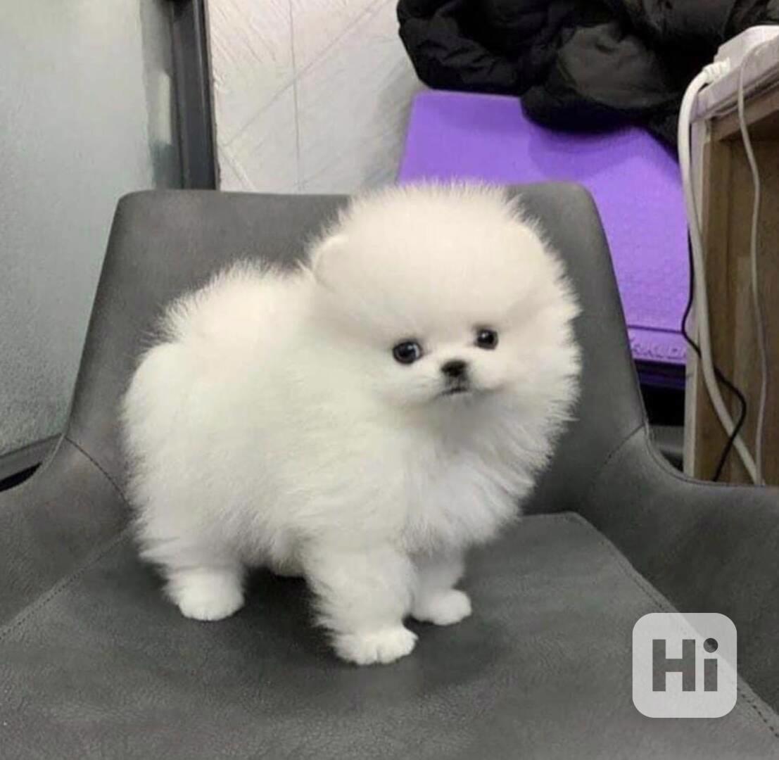 Štěňata pomeraniana hledají domov. - foto 1