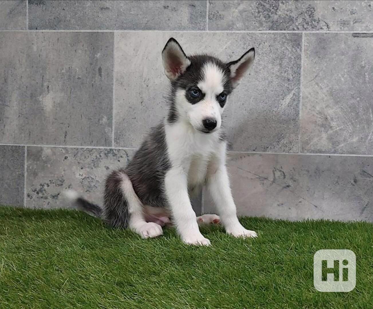 Sibiřský husky s PP -Štěňátka - foto 1