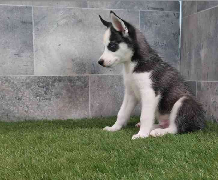 Sibiřský husky s PP -Štěňátka - foto 4