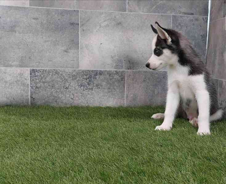 Sibiřský husky s PP -Štěňátka - foto 2