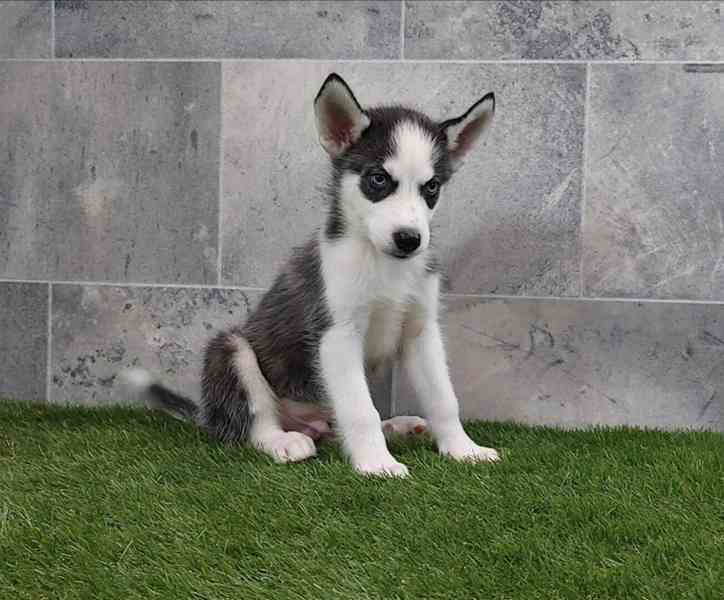Sibiřský husky s PP -Štěňátka - foto 1