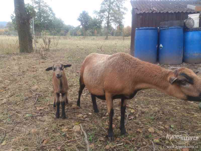 Kamerunska ovce - foto 4