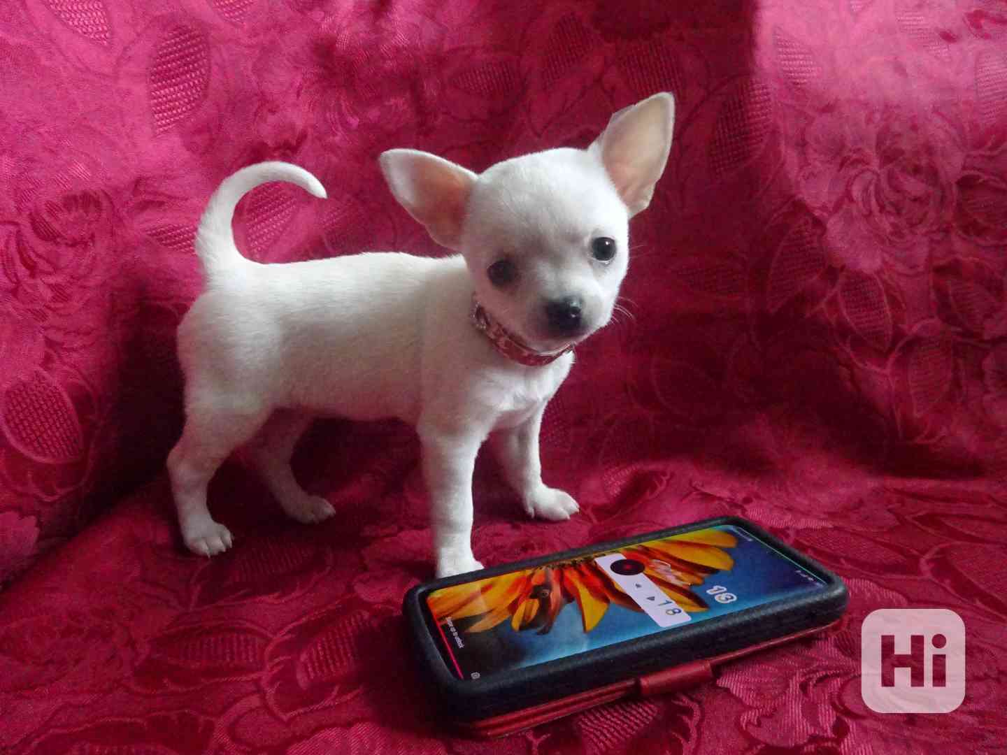 Nabízím štěňátko čivava bez PP, fenečka krátkosrstá.  - foto 1