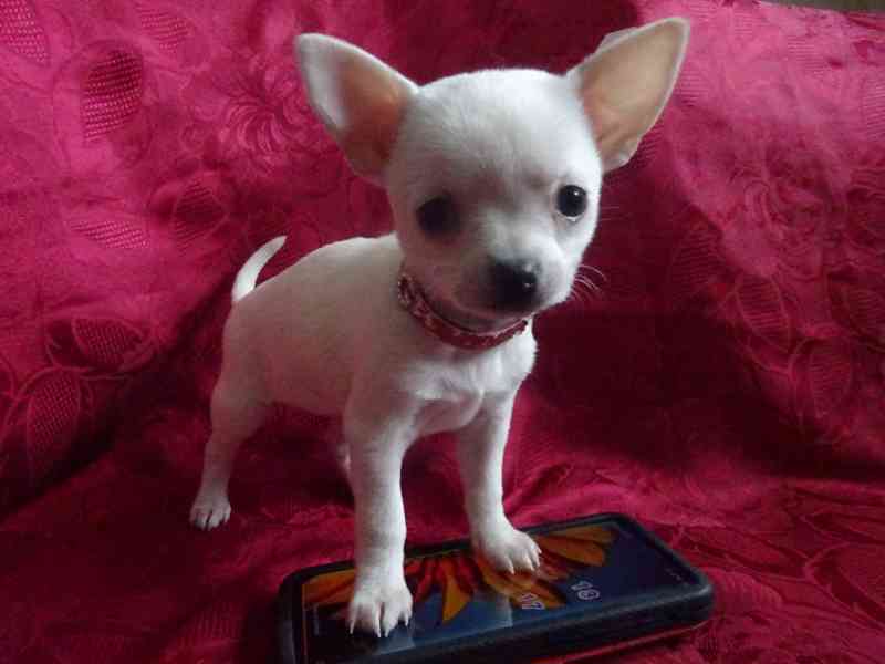 Nabízím štěňátko čivava bez PP, fenečka krátkosrstá.  - foto 2