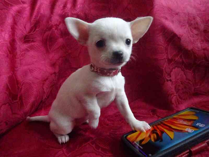 Nabízím štěňátko čivava bez PP, fenečka krátkosrstá.  - foto 3