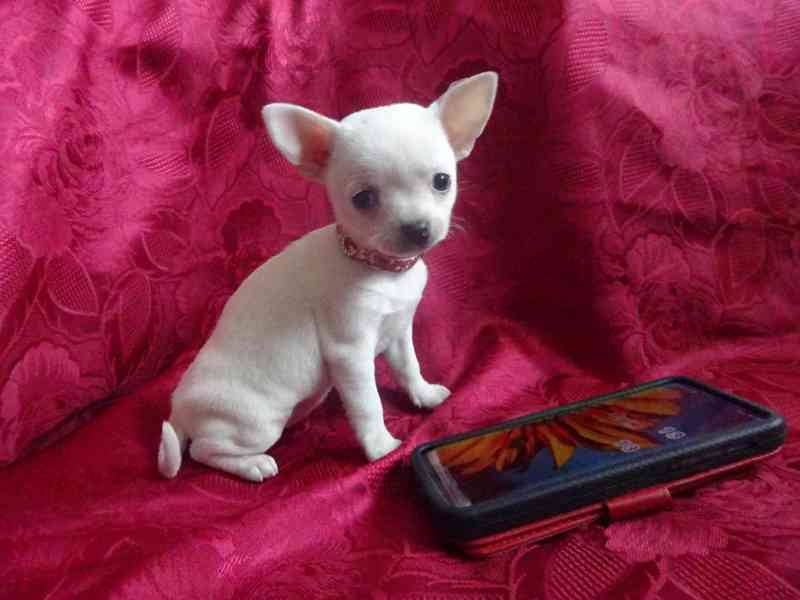 Nabízím štěňátko čivava bez PP, fenečka krátkosrstá.  - foto 4