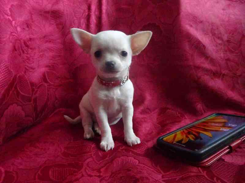 Nabízím štěňátko čivava bez PP, fenečka krátkosrstá.  - foto 5