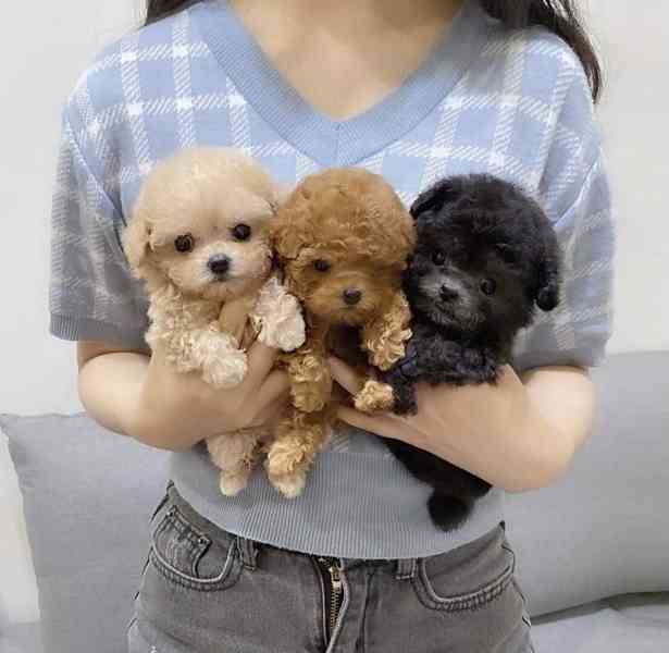 Dárek zdarma krásná štěňátka pudl k adopci zdarma  - foto 2