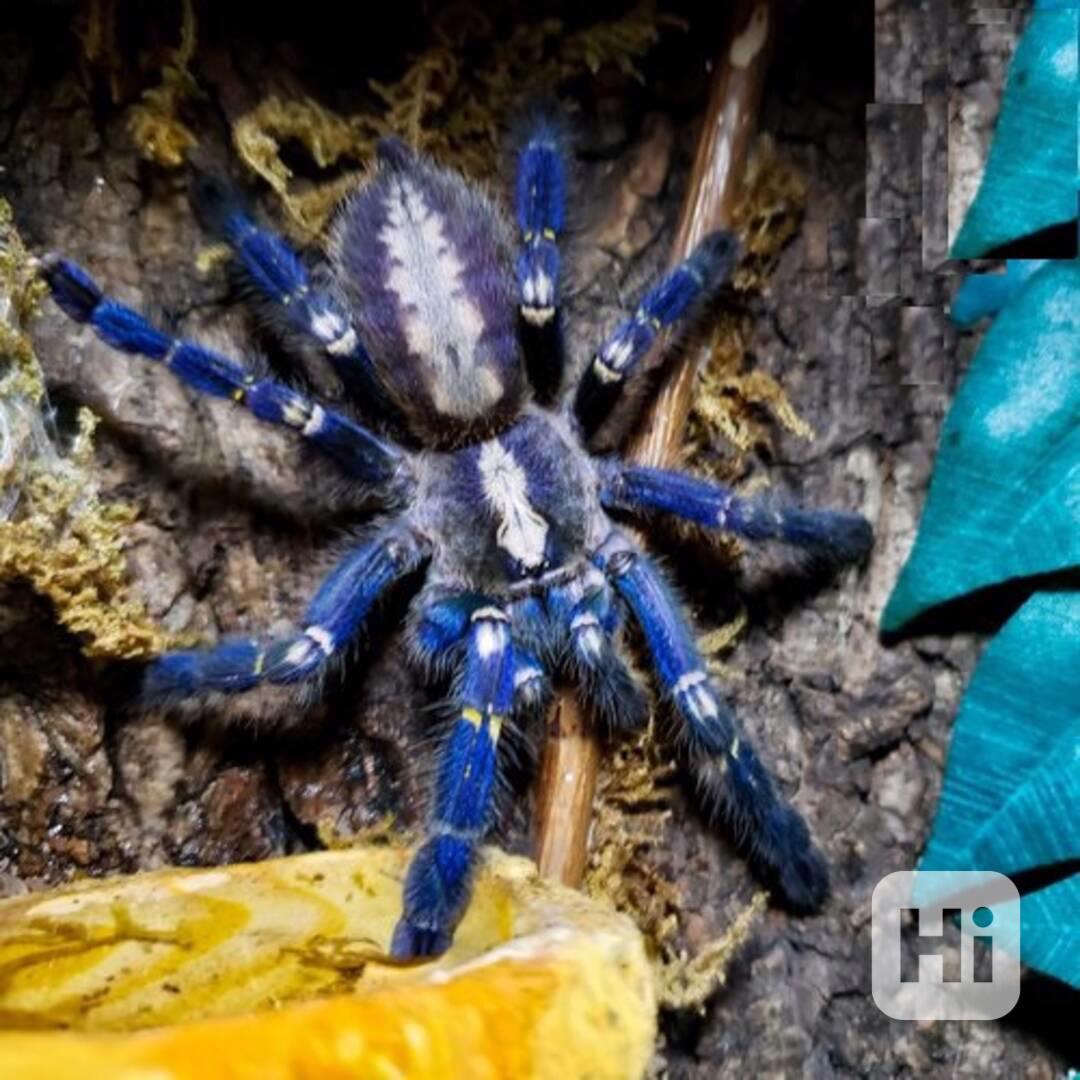 Okrasná tarantule Gooty Sapphire – Poecilotheria metallica - foto 1