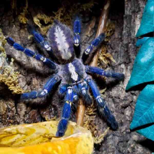 Okrasná tarantule Gooty Sapphire – Poecilotheria metallica - foto 1