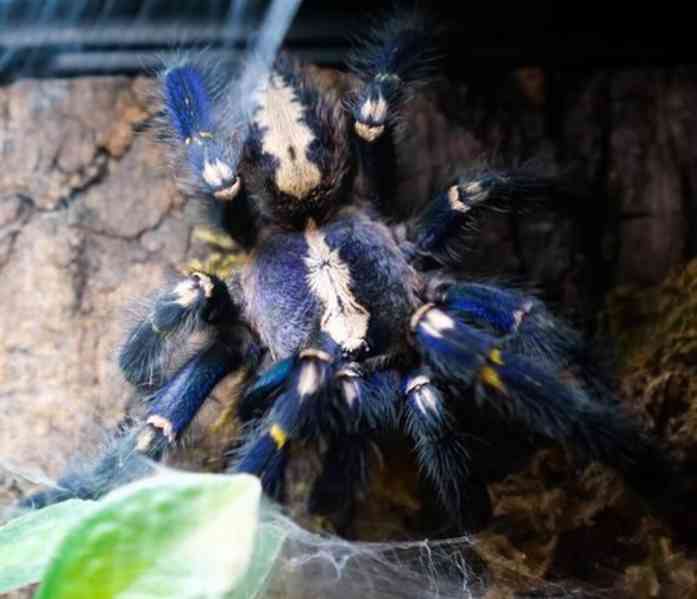 Okrasná tarantule Gooty Sapphire – Poecilotheria metallica - foto 2