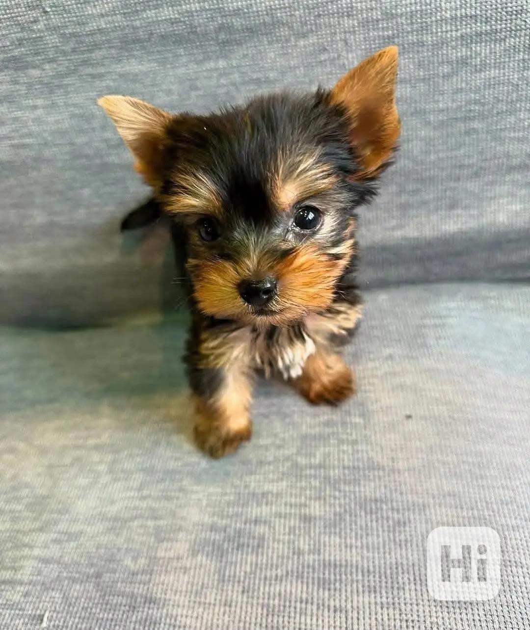 štěňata yorkshirského teriera - foto 1