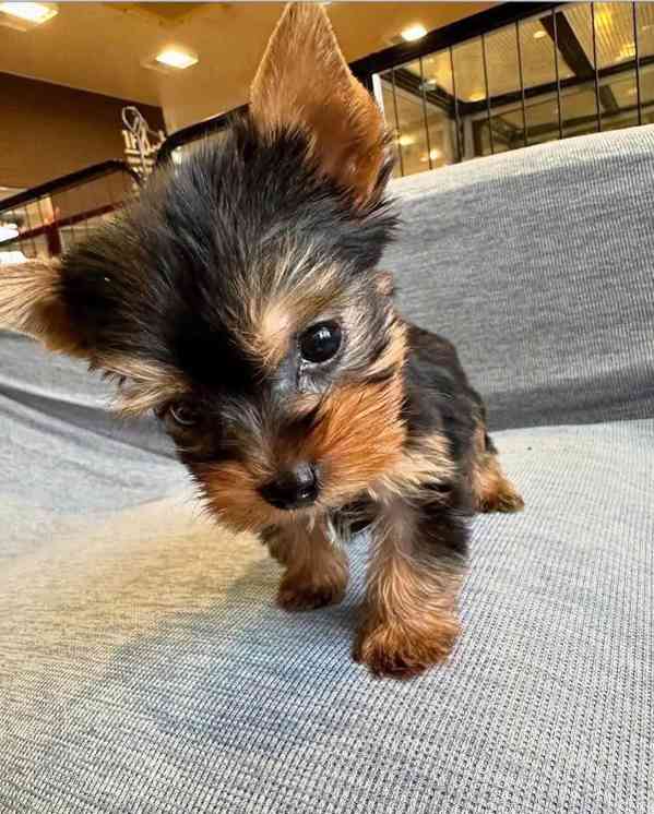 štěňata yorkshirského teriera - foto 2