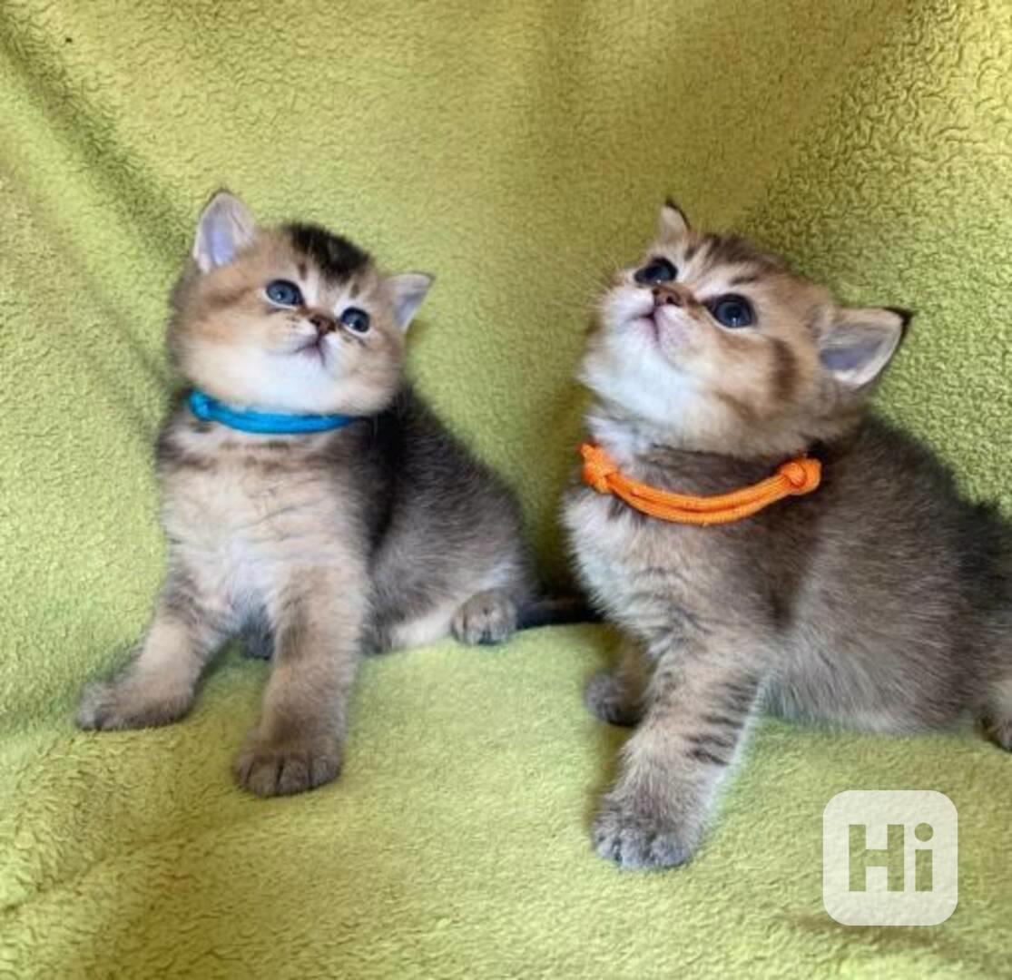 🐾 Registrovaná koťátka plemene Munchkin - foto 1