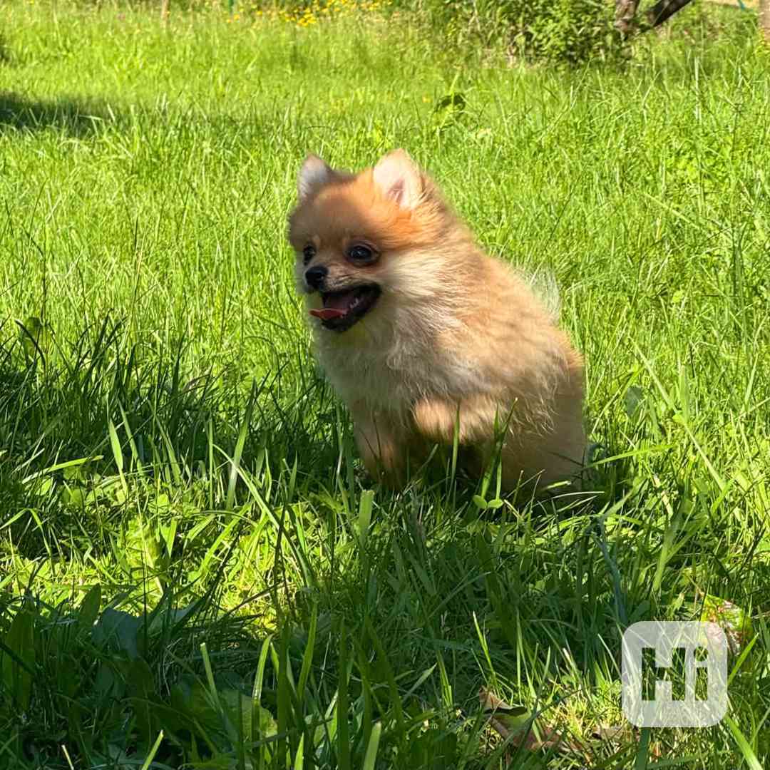 Pomeranian holčička  - foto 1