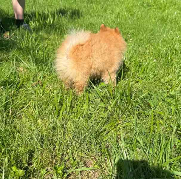 Pomeranian holčička  - foto 3